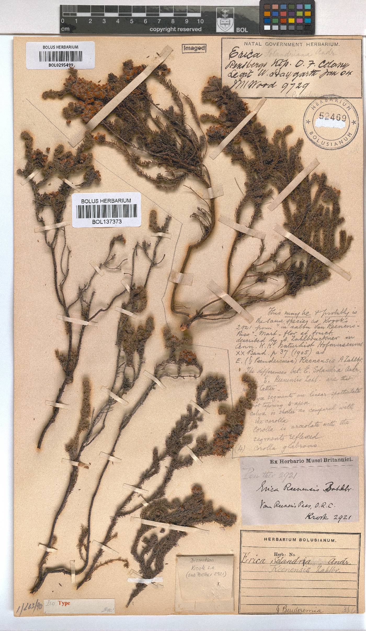 Erica reenensis image