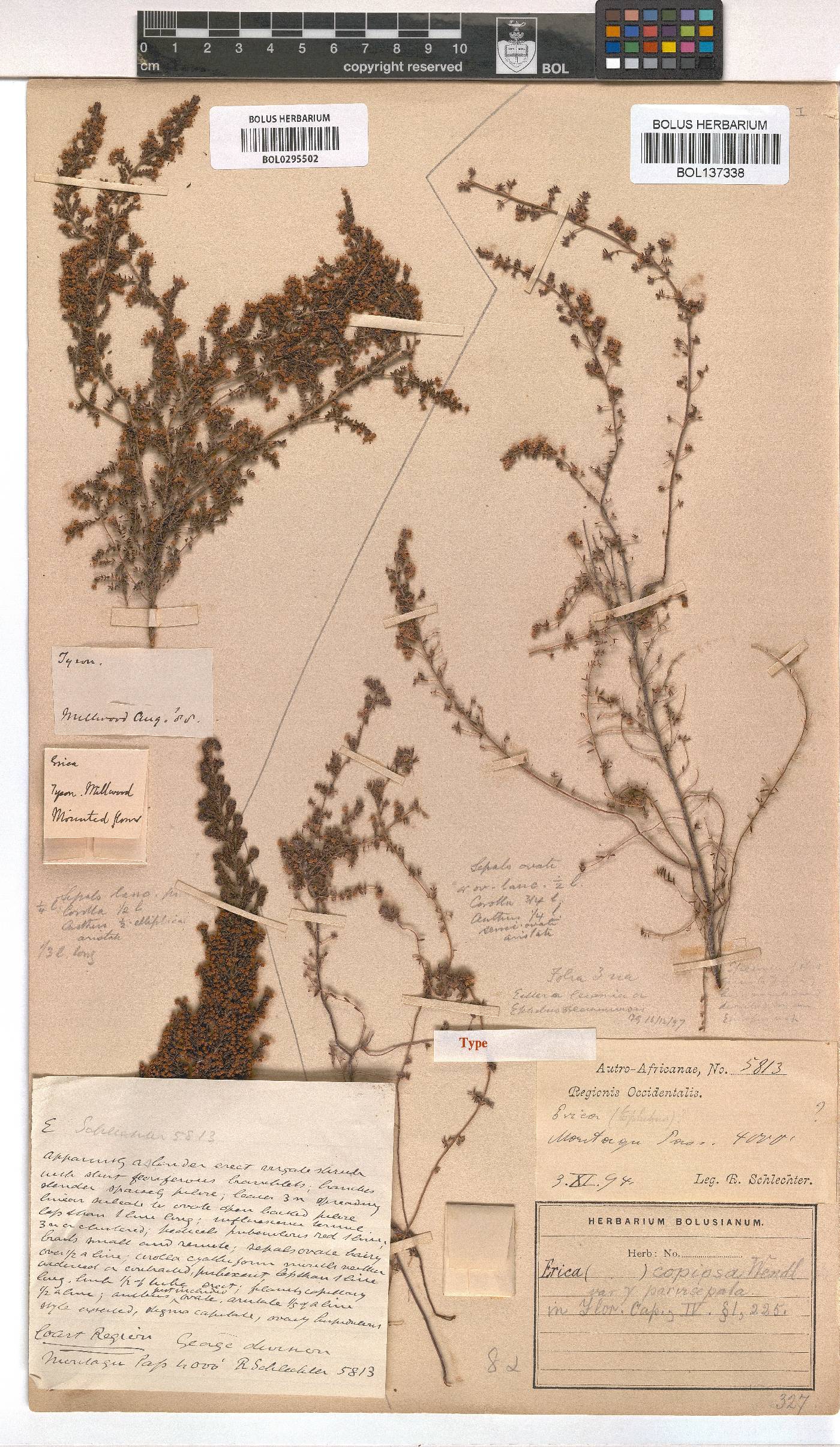 Erica florifera image