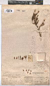 Erica daphniflora image