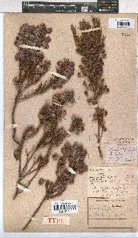 Erica bodkinii image