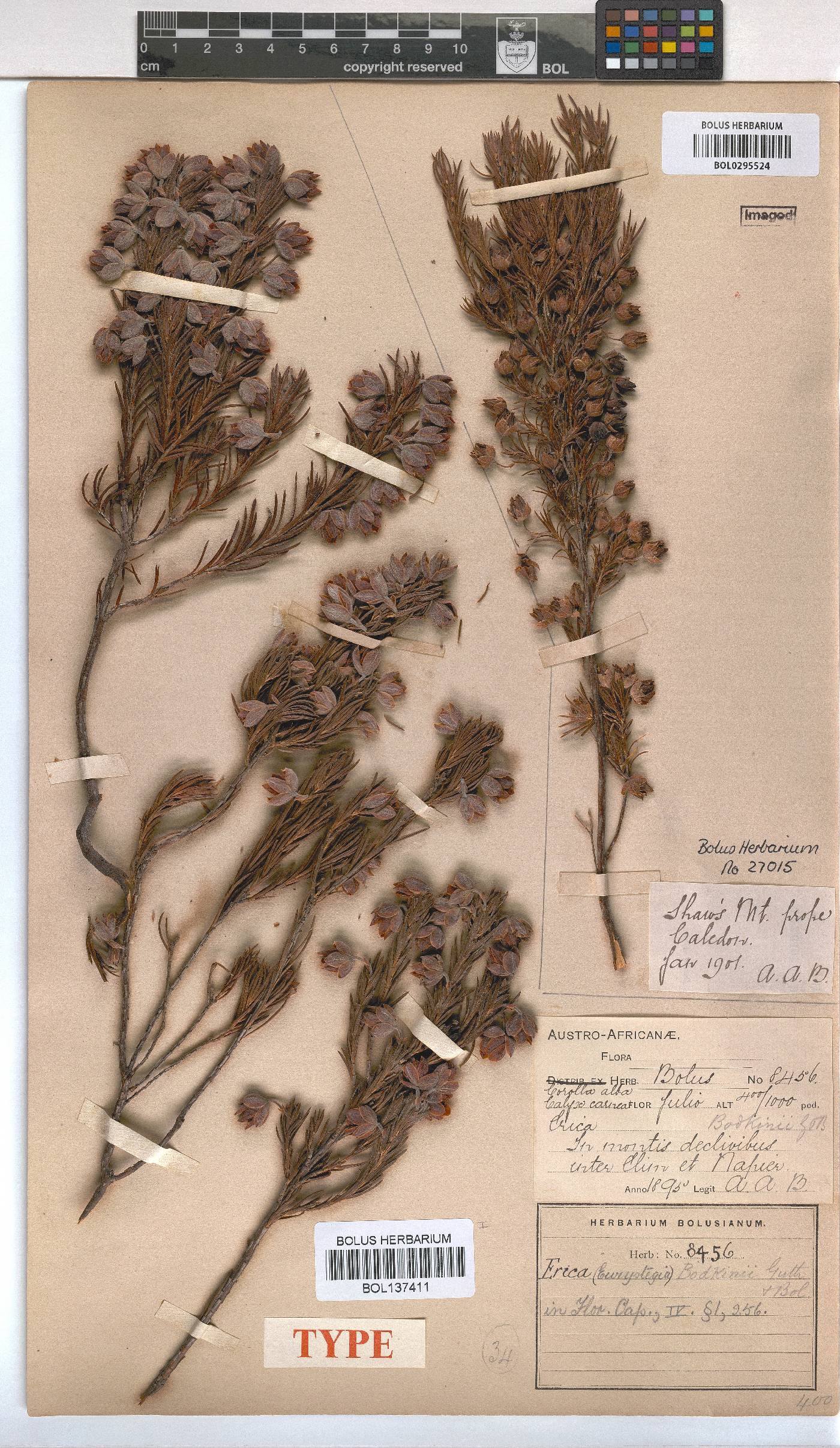 Erica bodkinii image