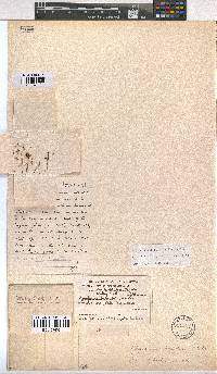 Erica labialis image