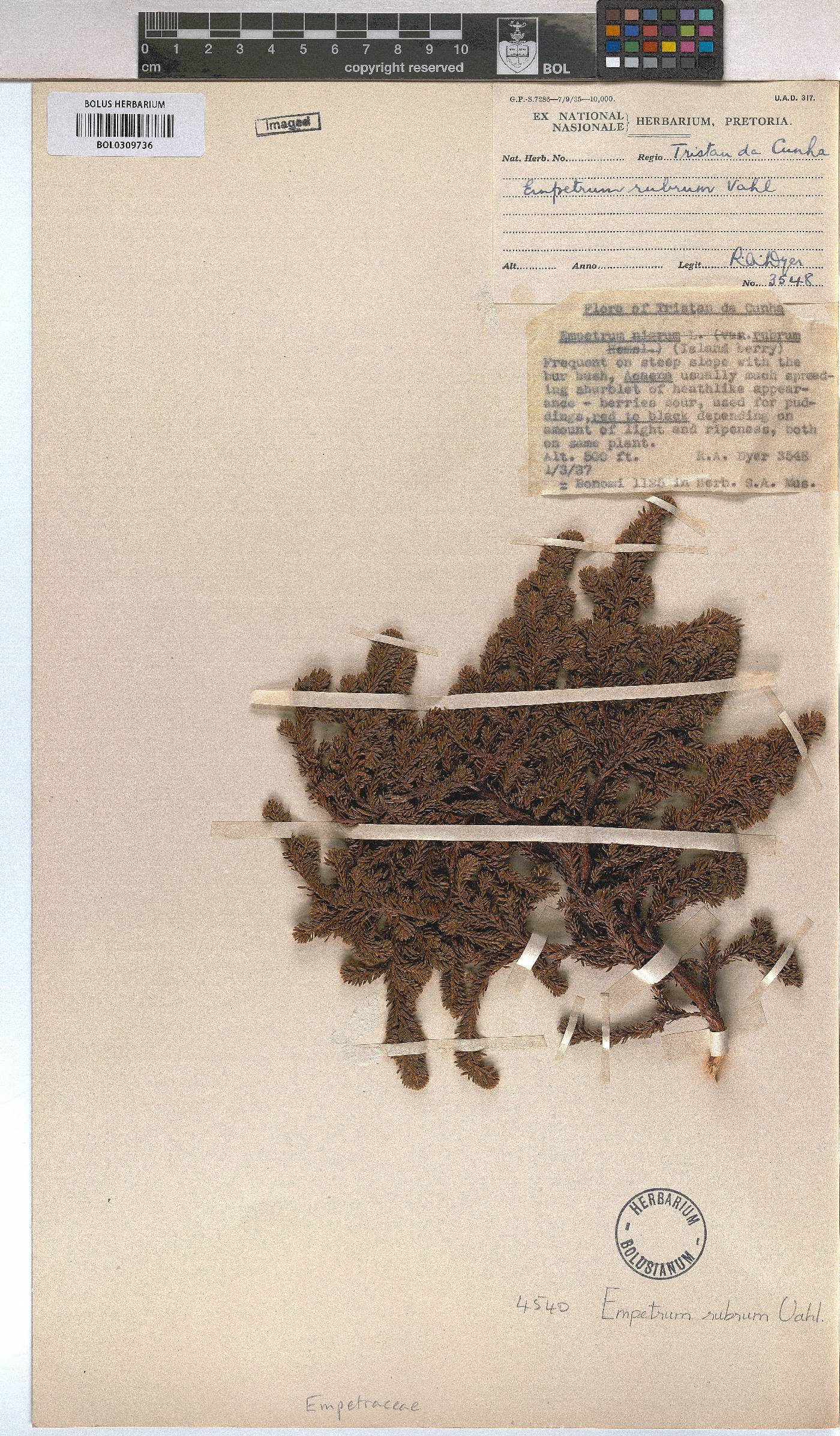 Empetrum rubrum image