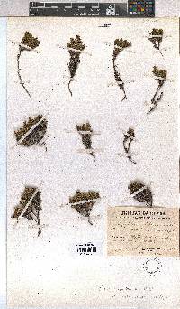 Empetrum rubrum image