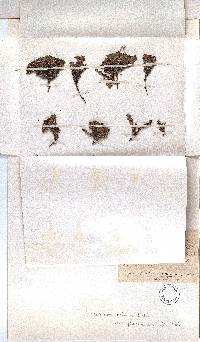 Empetrum rubrum image