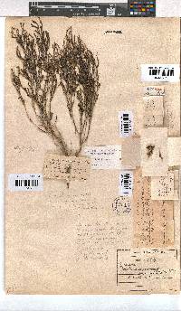 Erica zeyheriana image