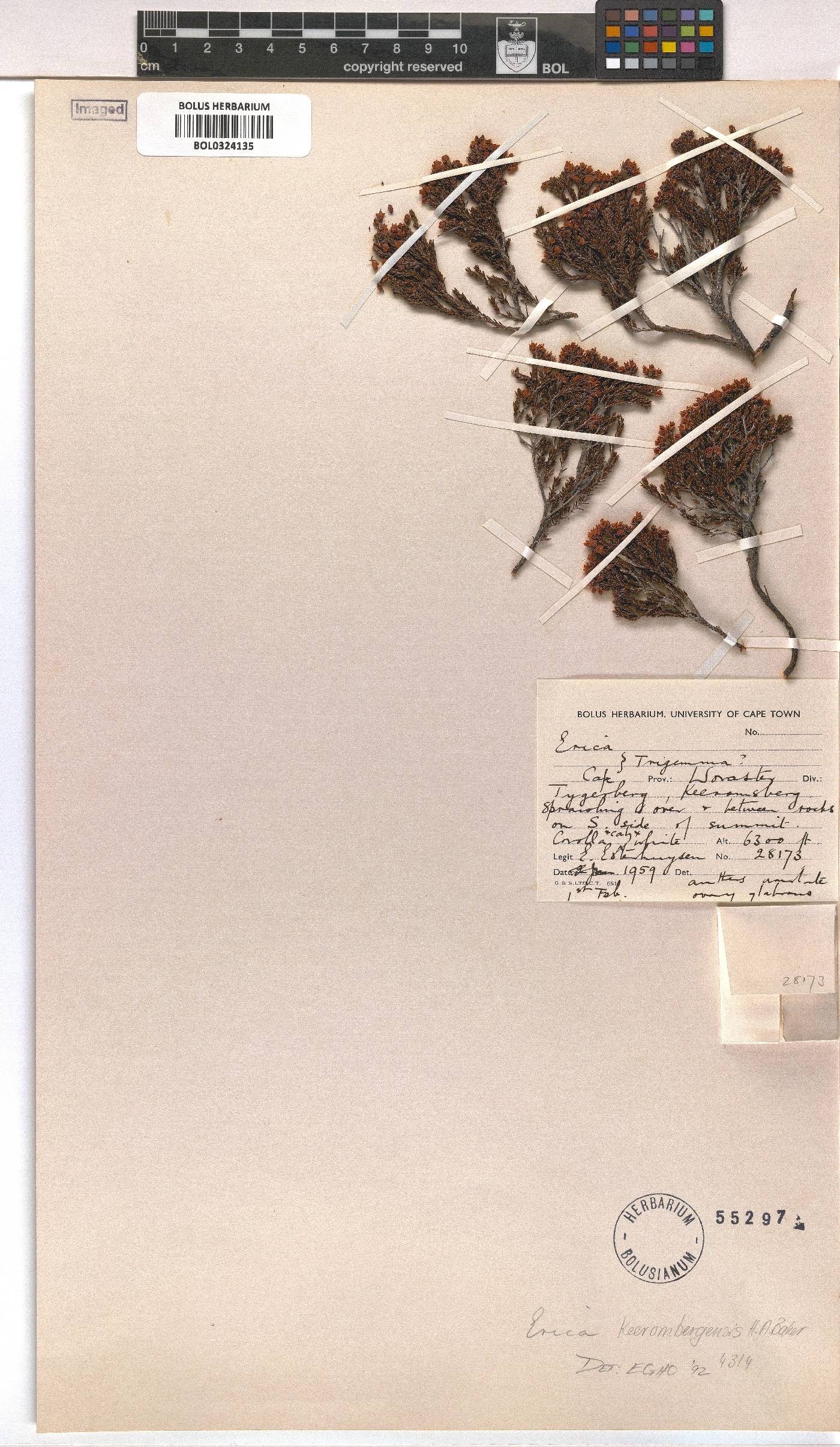 Erica keeromsbergensis image