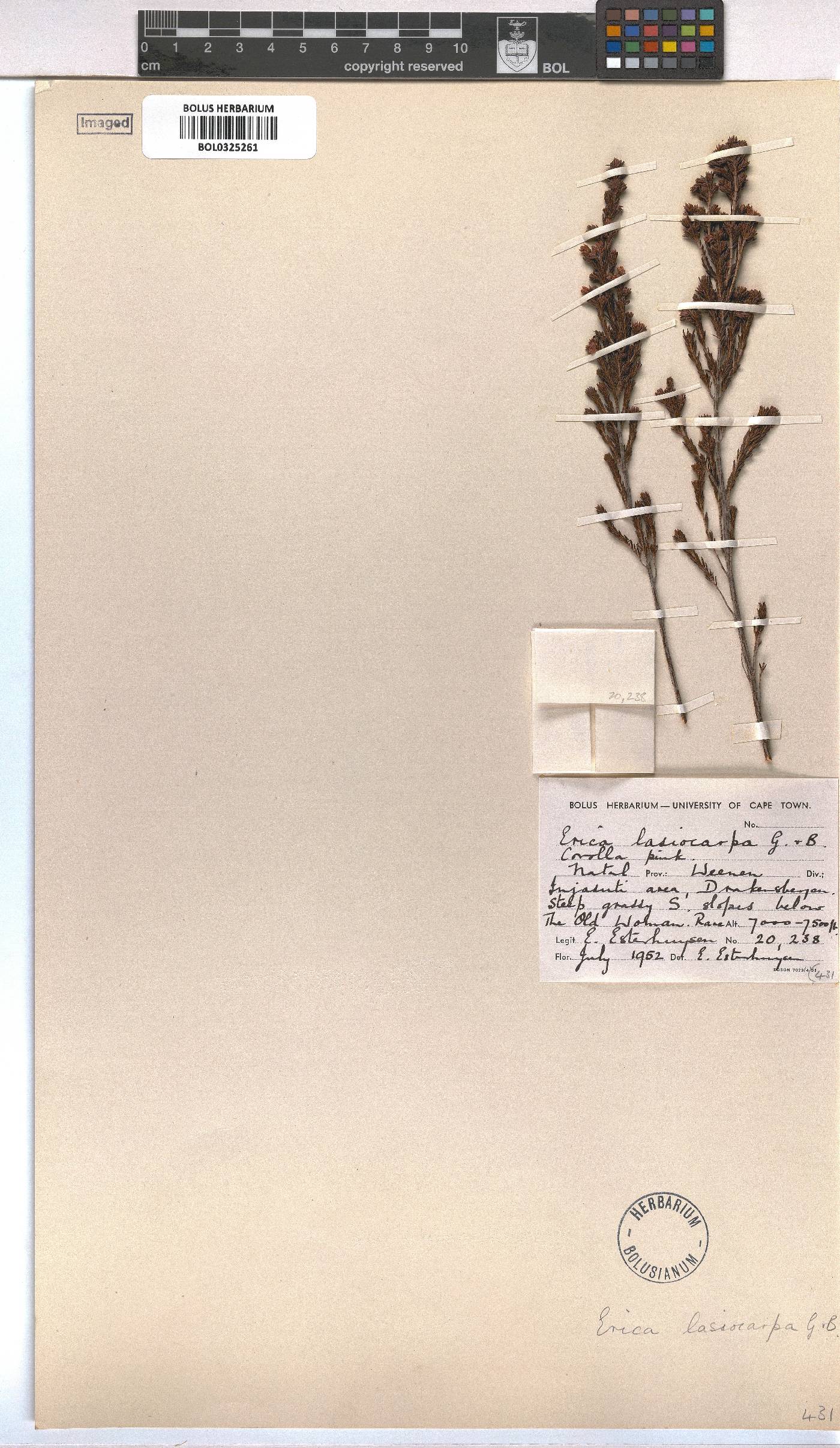 Erica lasiocarpa image