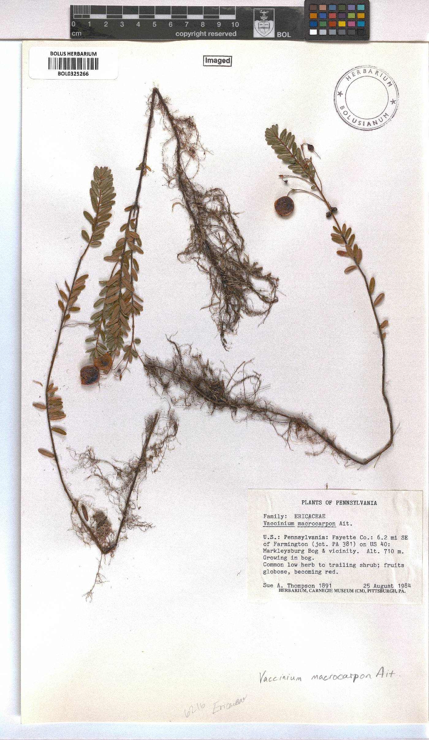 Vaccinium macrocarpon image