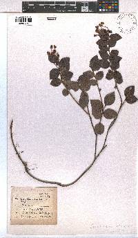 Image of Gaultheria adenothrix