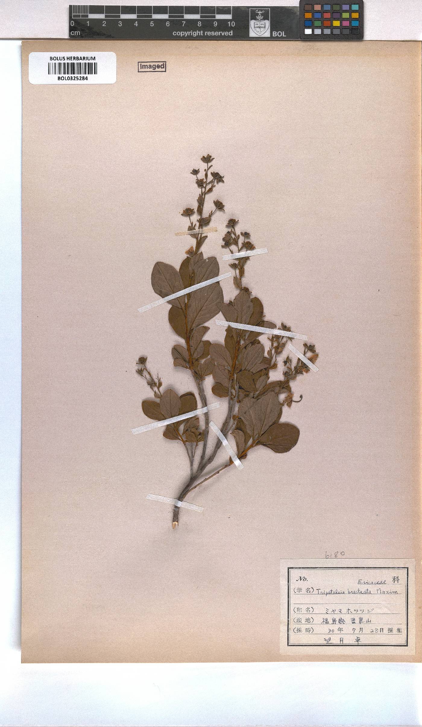 Elliottia bracteata image