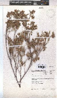 Hermannia lavandulifolia image