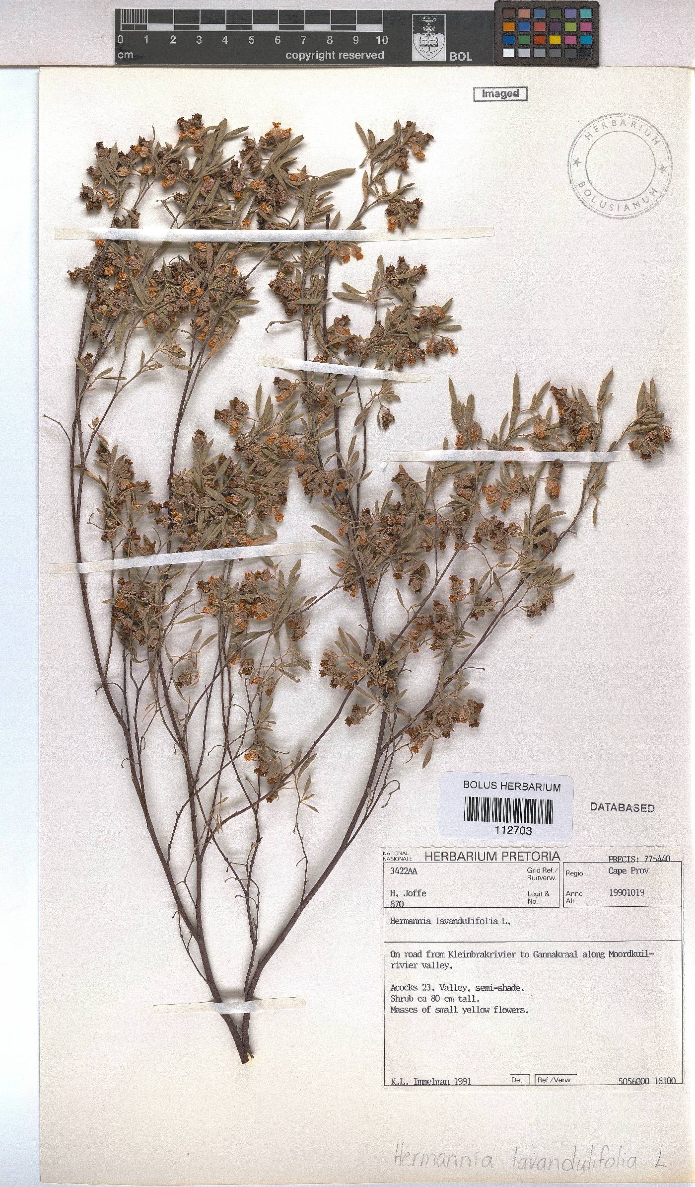 Hermannia lavandulifolia image