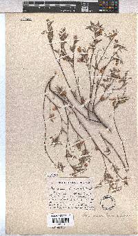 Hermannia lavandulifolia image