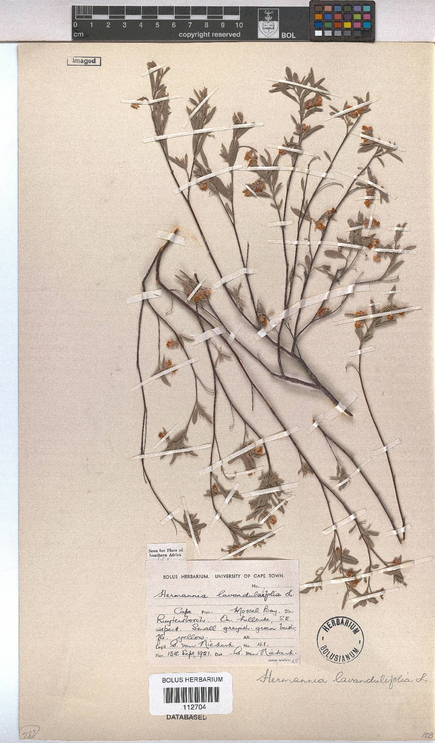 Hermannia lavandulifolia image