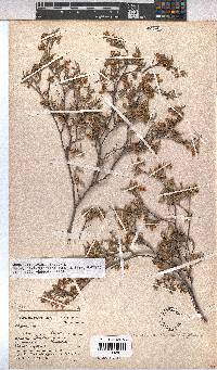 Hermannia lavandulifolia image