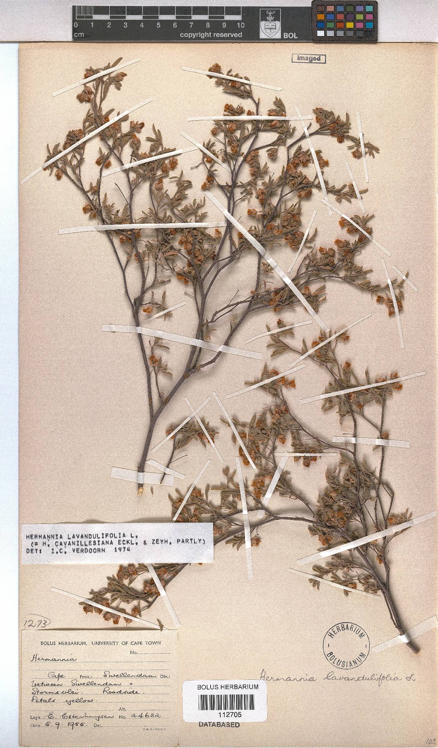 Hermannia lavandulifolia image