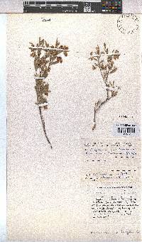 Hermannia lavandulifolia image