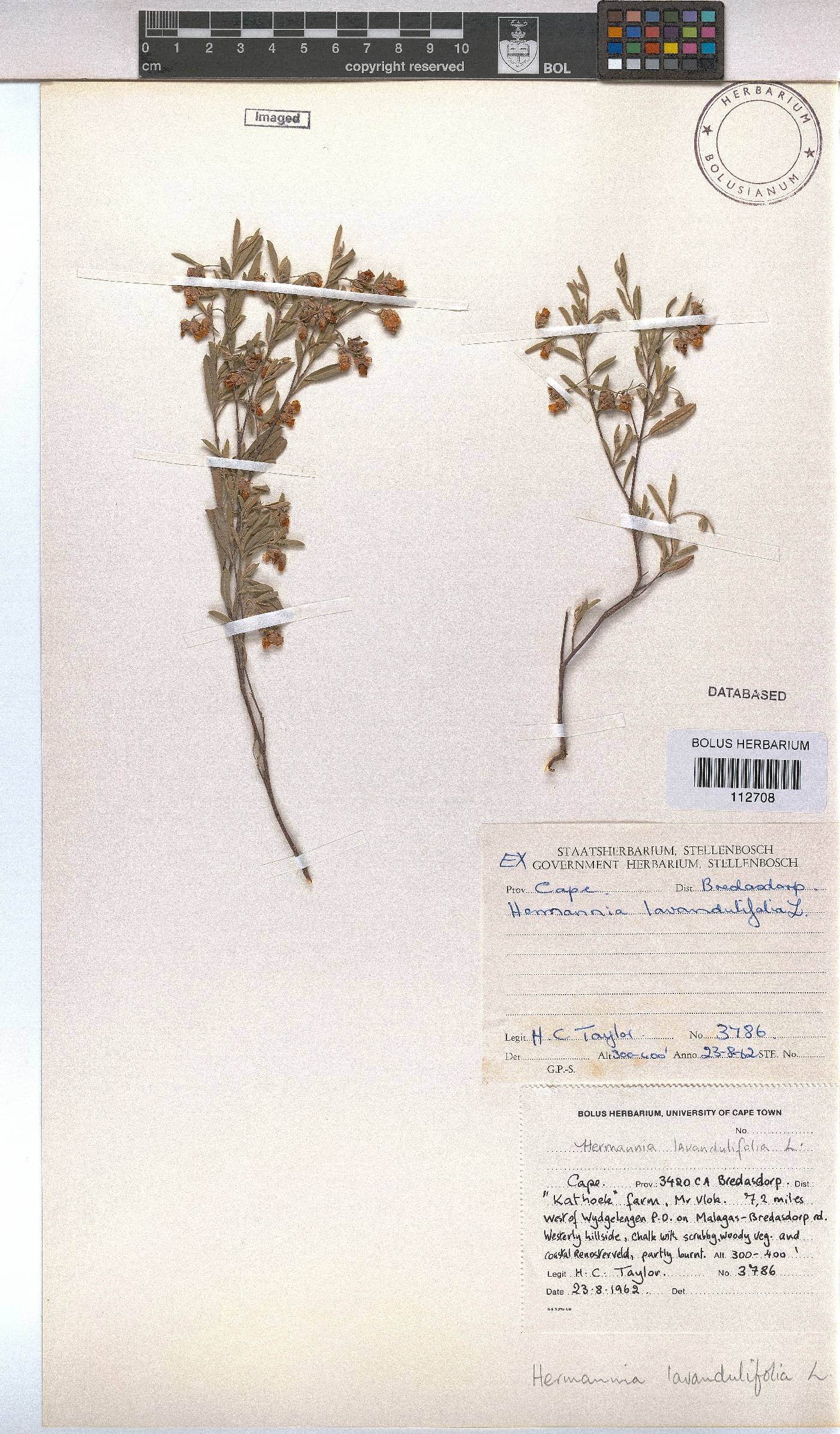 Hermannia lavandulifolia image