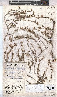 Hermannia lavandulifolia image