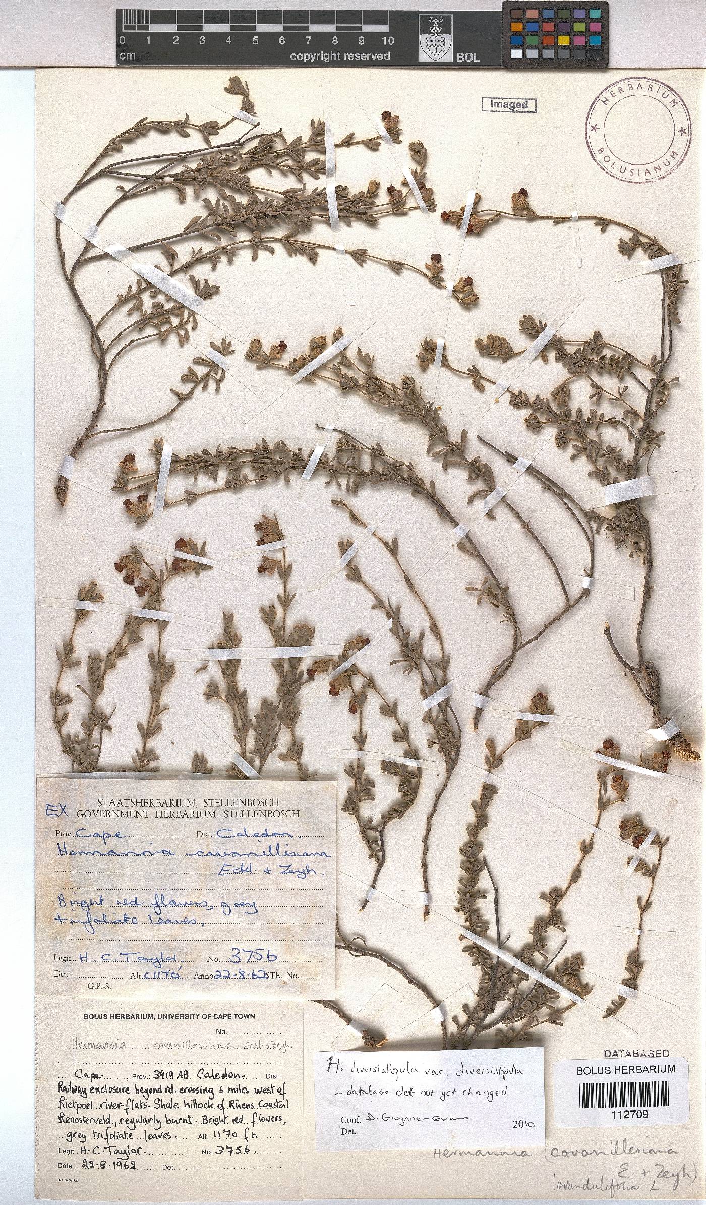 Hermannia lavandulifolia image