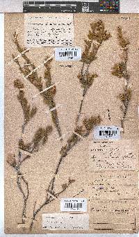 Hermannia odorata image