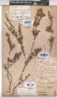 Hermannia odorata image