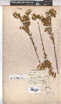 Hermannia odorata image