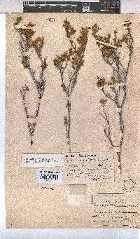 Hermannia odorata image