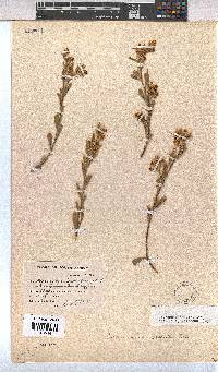 Hermannia odorata image