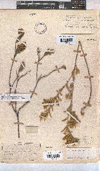 Hermannia odorata image