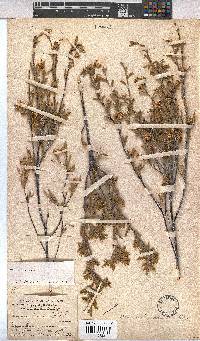 Hermannia odorata image