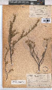 Hermannia odorata image