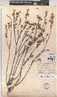 Hermannia odorata image