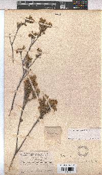 Hermannia odorata image