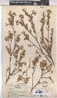 Hermannia odorata image