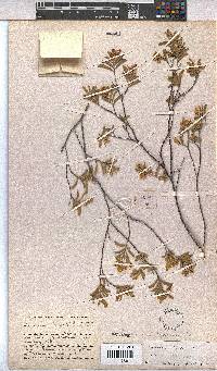 Hermannia odorata image