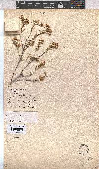Hermannia odorata image