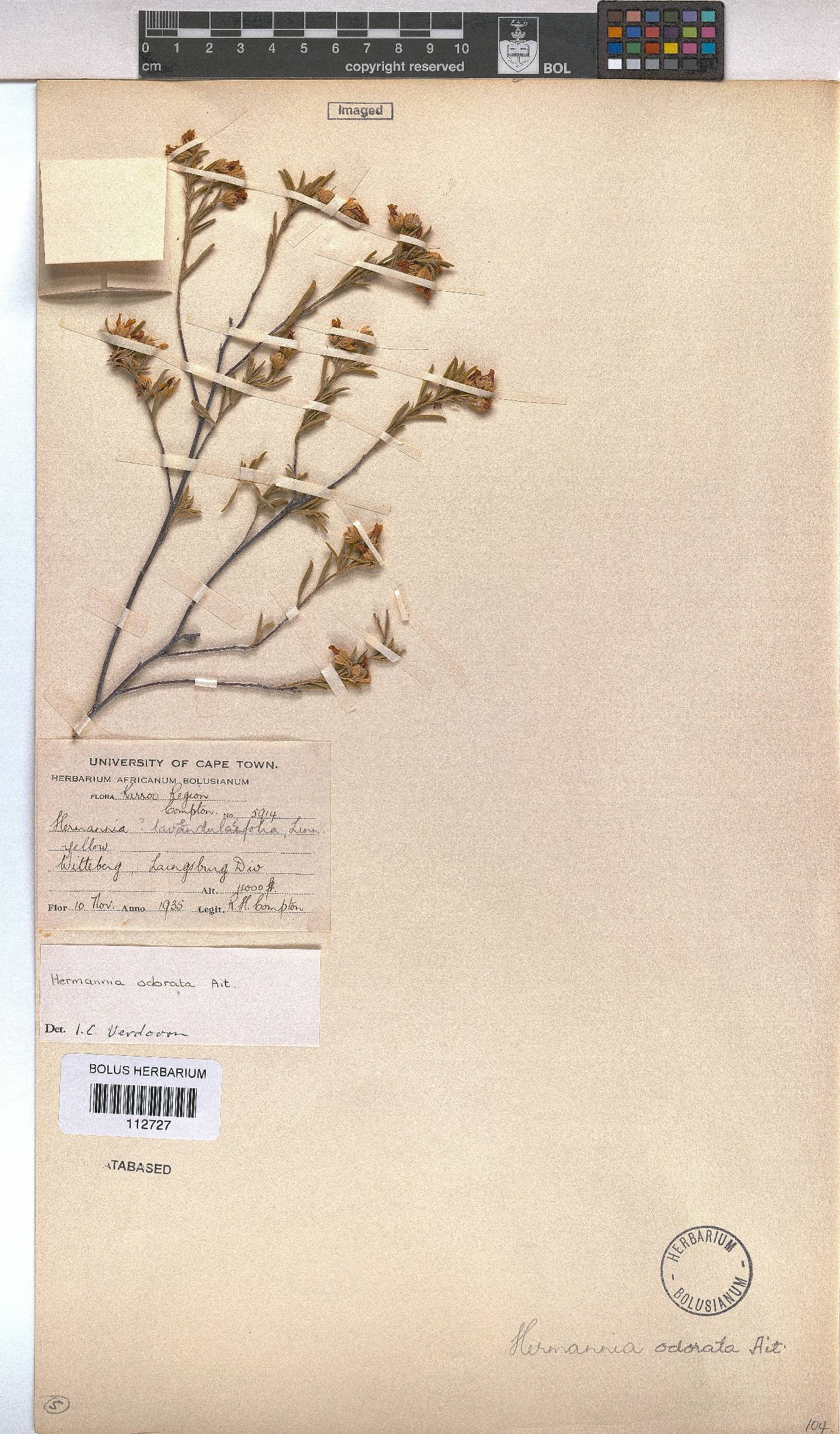 Hermannia odorata image