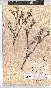 Hermannia odorata image