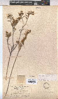 Hermannia odorata image