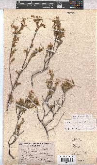 Hermannia odorata image