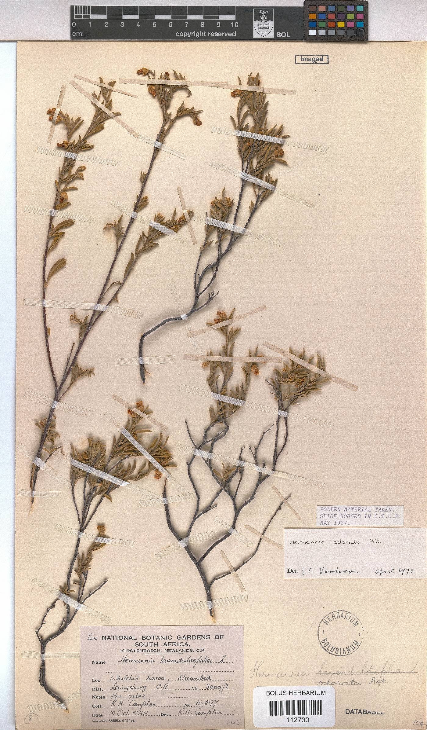 Hermannia odorata image