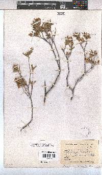 Hermannia odorata image
