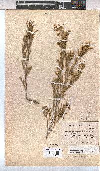 Hermannia odorata image