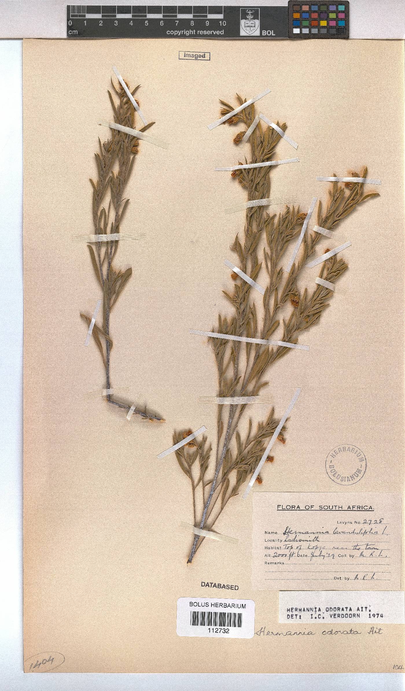 Hermannia odorata image