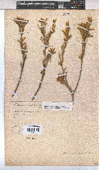 Hermannia odorata image
