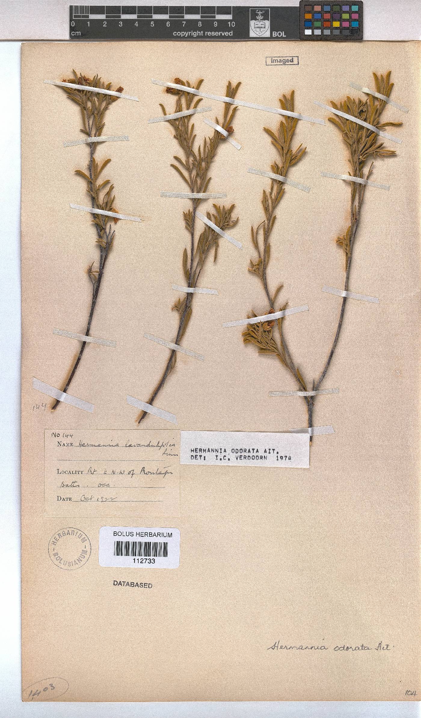 Hermannia odorata image