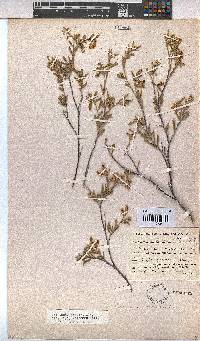 Hermannia odorata image