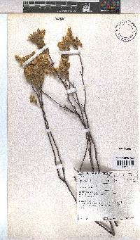 Hermannia odorata image